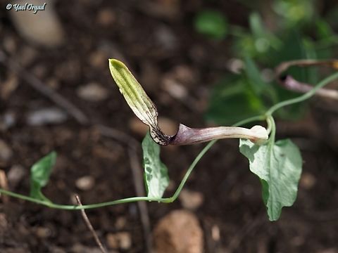 Aristolochia parvifolia  Aristolochia parvifolia,Geotagged,Israel,Spring