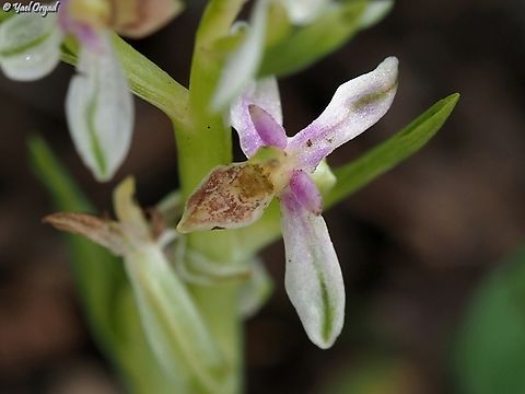 a weird Ophrys fuciflora The lip is unusually small and pale...  Geotagged,Israel,Ophrys fuciflora,Spring