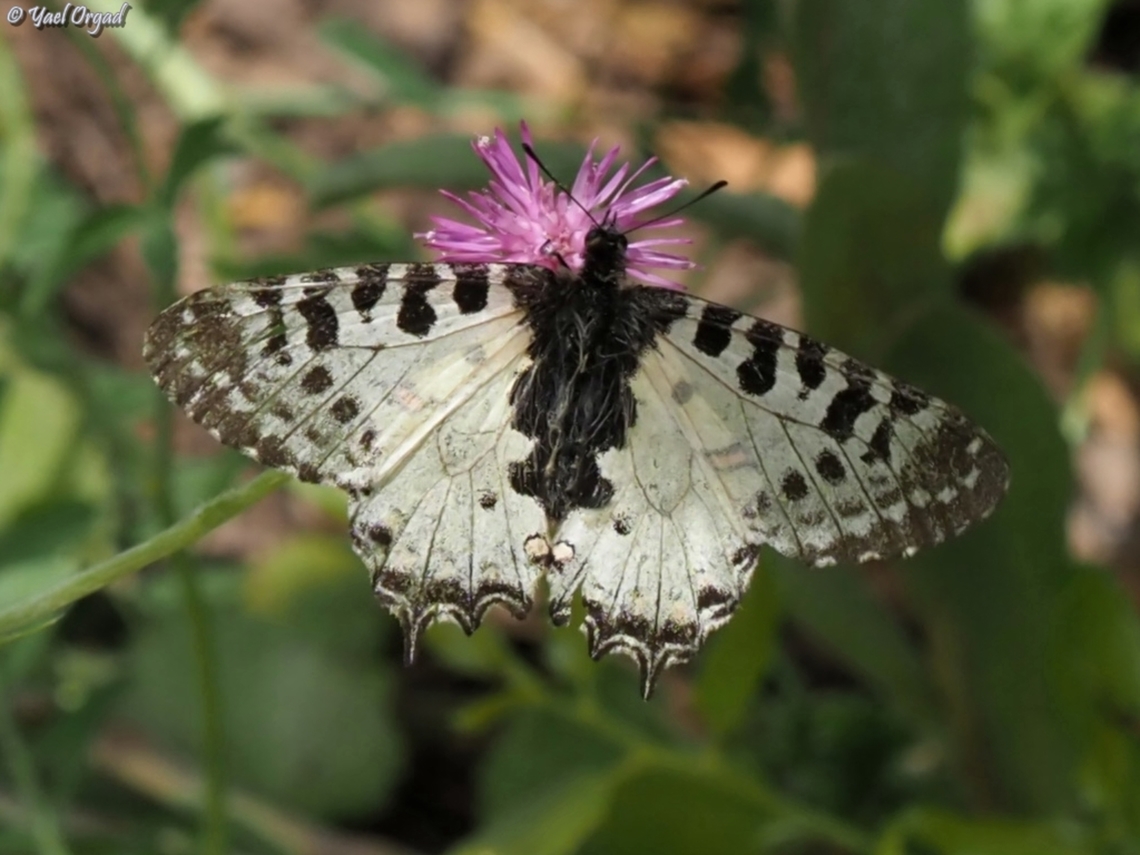 Allancastria cerisyi  Allancastria cerisyi,Eastern Festoon,Geotagged,Israel,Spring