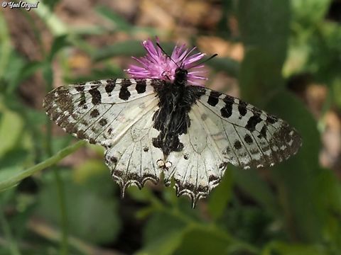 Allancastria cerisyi  Allancastria cerisyi,Eastern Festoon,Geotagged,Israel,Spring