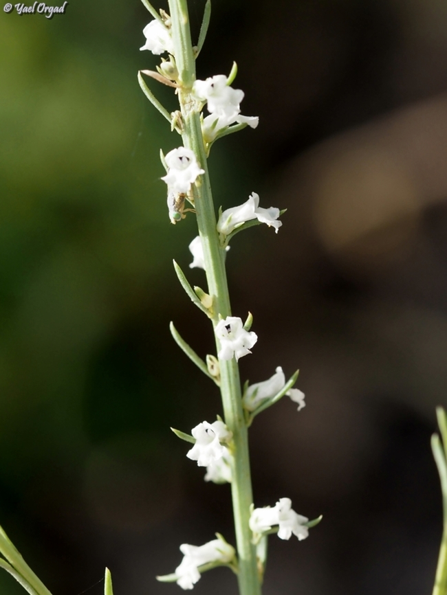 Anarrhinum forskahlii  Anarrhinum forskahlii,Geotagged,Israel,Spring