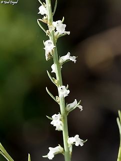Anarrhinum forskahlii  Anarrhinum forskahlii,Geotagged,Israel,Spring