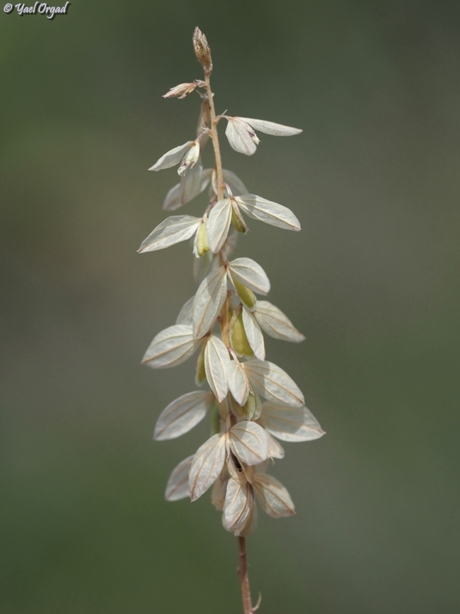 Polygala monspeliaca  Geotagged,Israel,Mediterranean Milkwort,Polygala monspeliaca,Spring