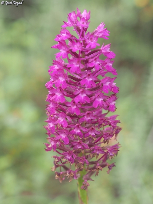 Anacamptis pyramidalis  Anacamptis pyramidalis,Geotagged,Israel,Pyramidal Orchid,Spring