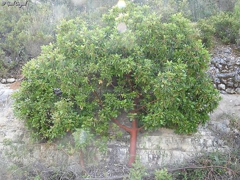 Arbutus andrachne  Arbutus andrachne,Cyprus Strawberry Tree,Geotagged,Israel,Spring