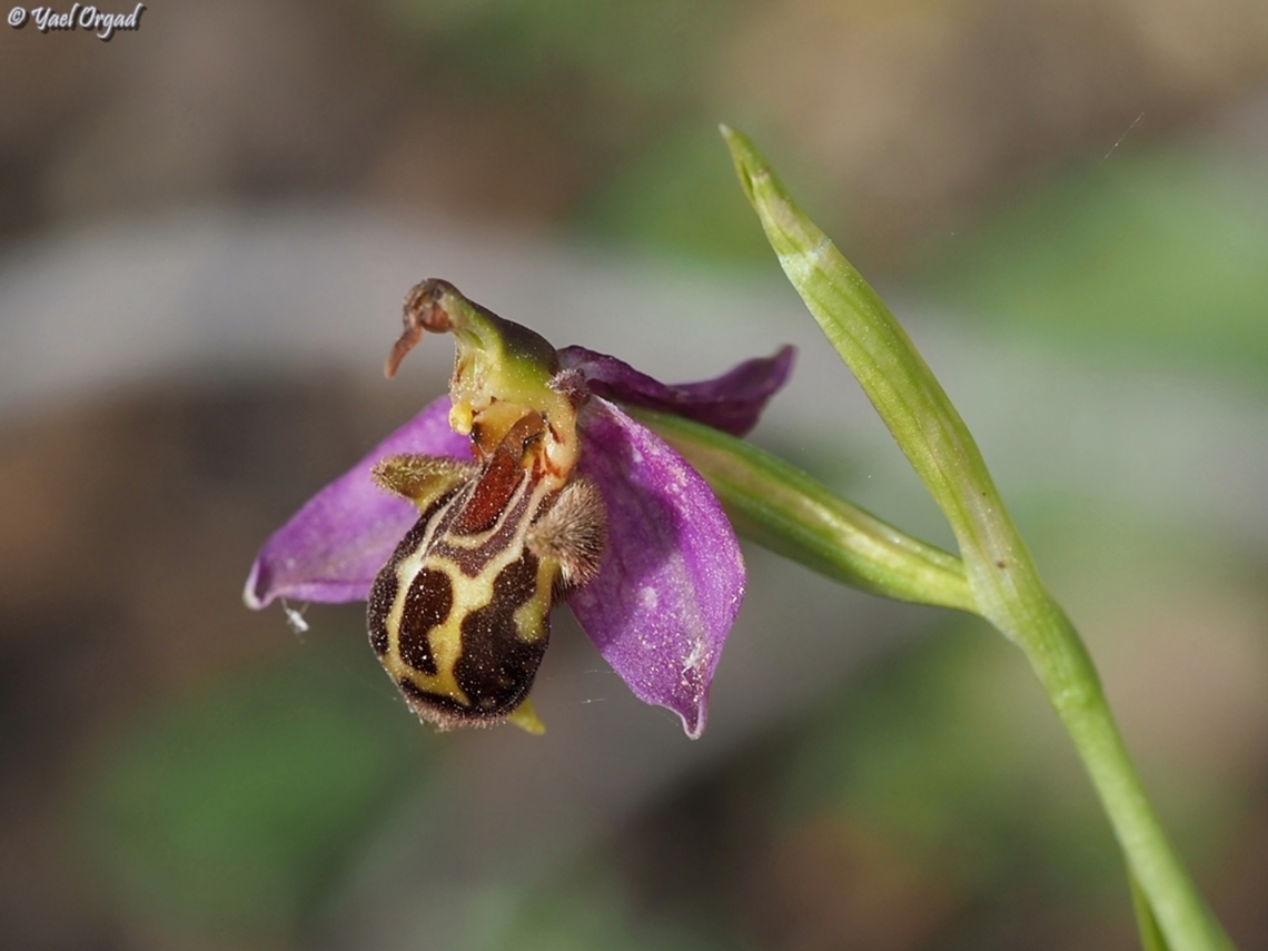 Ophrys apifera Last one for the season in Jerusalem Mountains.  Geotagged,Israel,Ophrys apifera,Spring