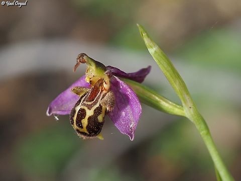 Ophrys apifera Last one for the season in Jerusalem Mountains.  Geotagged,Israel,Ophrys apifera,Spring