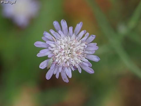 Knautia integrifolia  Geotagged,Israel,Knautia integrifolia,Spring
