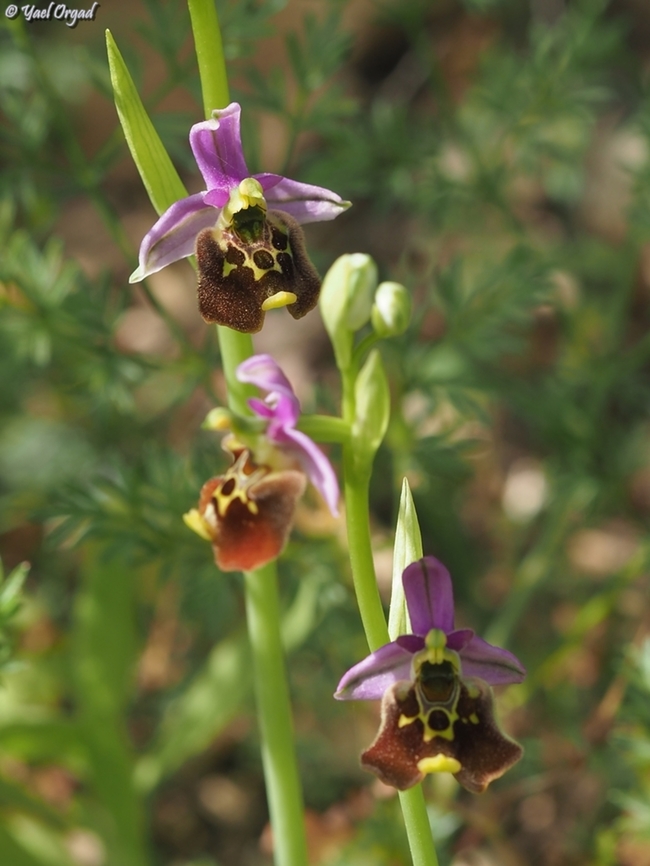 Ophrys fuciflora  Geotagged,Israel,Ophrys fuciflora,Spring