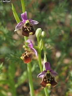Ophrys fuciflora  Geotagged,Israel,Ophrys fuciflora,Spring