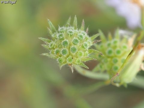 Knautia integrifolia - fruit  Geotagged,Israel,Knautia integrifolia,Spring