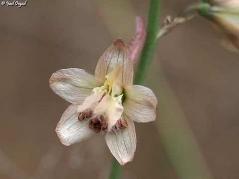 Delphinium ithaburense  Delphinium ithaburense,Geotagged,Israel,Mount Tabor Larkspur,Spring