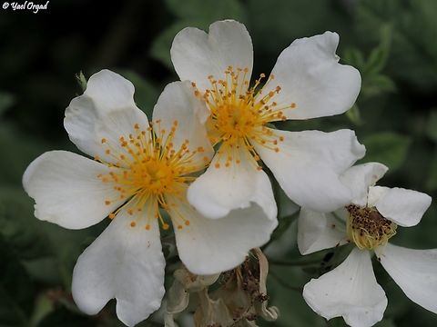 Rosa phoenicia  Geotagged,Israel,Phoenician Rose,Rosa phoenicia,Spring