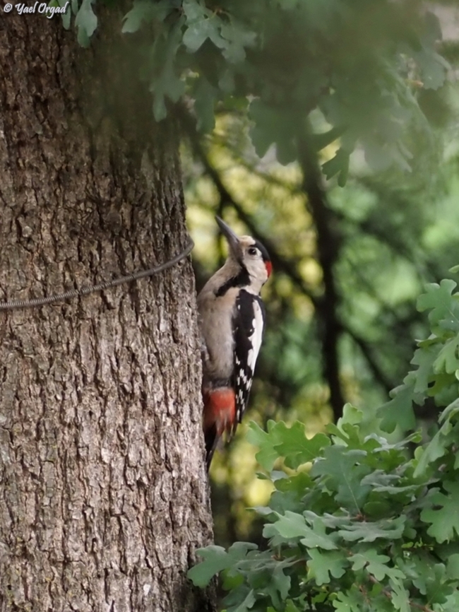 Syrian Woodpecker  Dendrocopos syriacus,Geotagged,Israel,Spring,Syrian Woodpecker