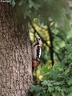 Syrian Woodpecker  Dendrocopos syriacus,Geotagged,Israel,Spring,Syrian Woodpecker