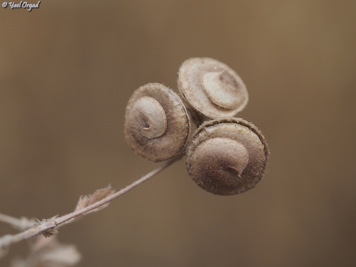 Medicago blancheana  Geotagged,Israel,Medicago blancheana,Spring