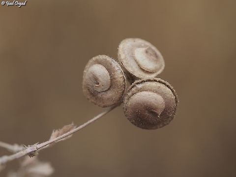 Medicago blancheana  Geotagged,Israel,Medicago blancheana,Spring