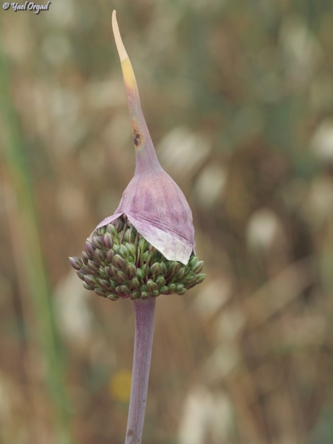 Allium ampeloprasum just waking up... still has his &quot;night cap&quot; on...  Allium ampeloprasum,Geotagged,Israel,Spring,Wild leek