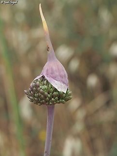 Allium ampeloprasum just waking up... still has his "night cap" on...  Allium ampeloprasum,Geotagged,Israel,Spring,Wild leek