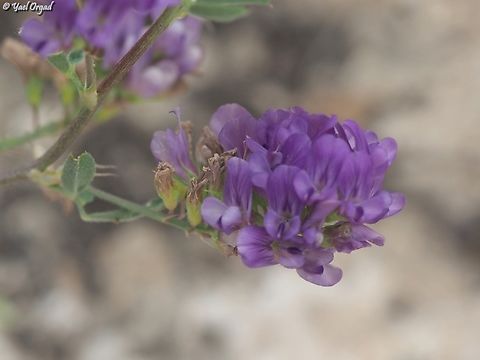 Medicago sativa  Alfalfa,Geotagged,Israel,Medicago sativa,Spring