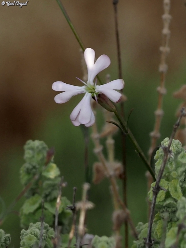 Silene swertiifolia  Geotagged,Israel,Large Campion,Silene swertiifolia,Spring