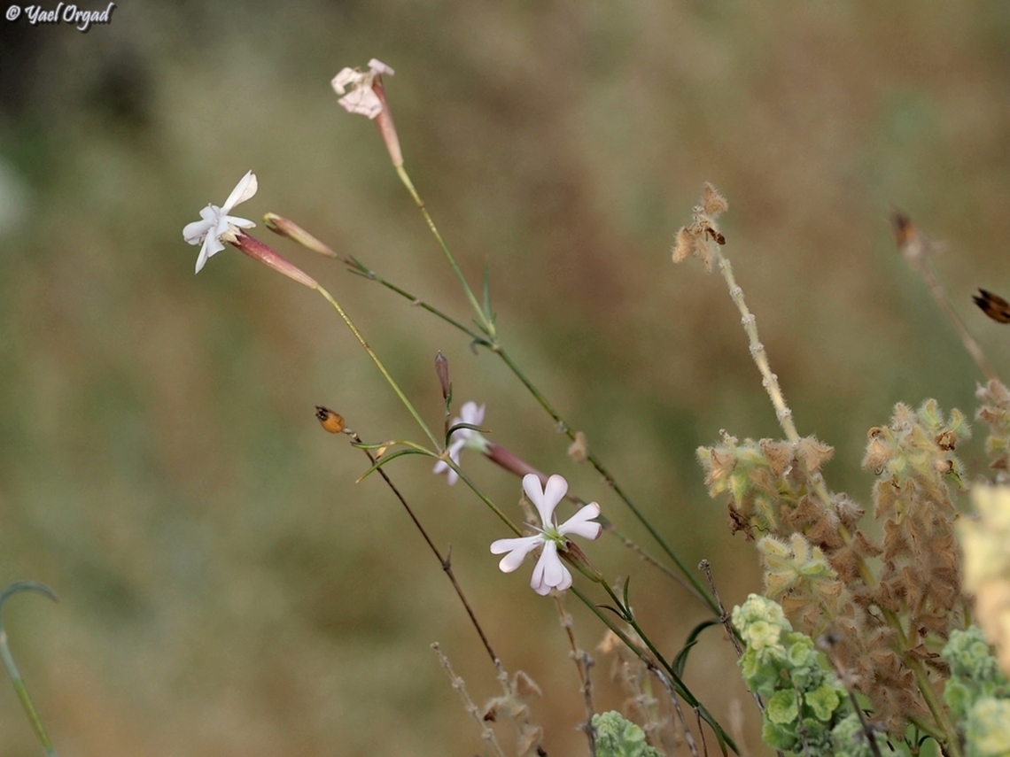 Silene swertiifolia  Geotagged,Israel,Large Campion,Silene swertiifolia,Spring