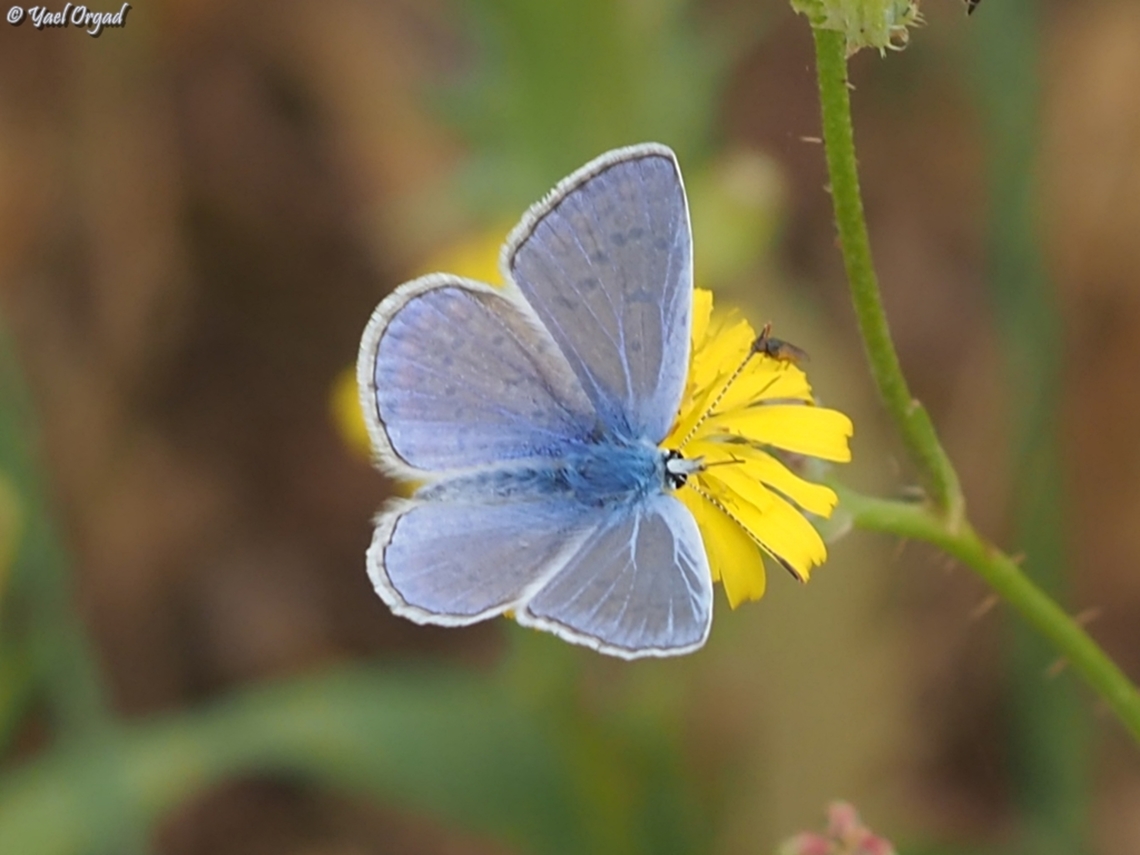 Polyommatus icarus Very common, but its blue flower is so lovely.  Common blue,Geotagged,Israel,Polyommatus icarus,Spring