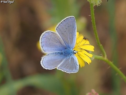 Polyommatus icarus Very common, but its blue flower is so lovely.  Common blue,Geotagged,Israel,Polyommatus icarus,Spring