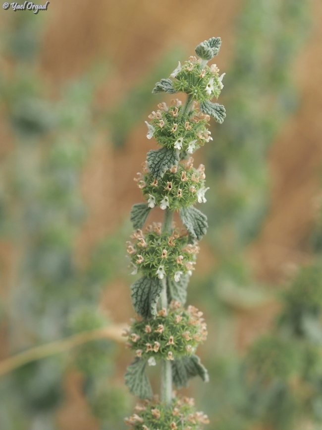 Marrubium vulgare  Geotagged,Israel,Marrubium vulgare,Spring,White horehound