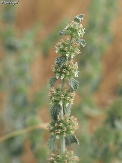 Marrubium vulgare  Geotagged,Israel,Marrubium vulgare,Spring,White horehound