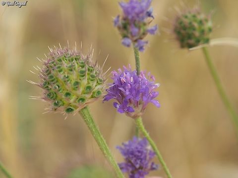 Cephalaria syriaca  Cephalaria syriaca,Geotagged,Israel,Spring