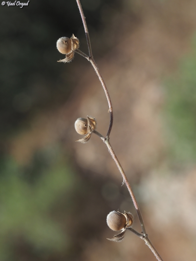 Helianthemum ledifolium - fruit  Geotagged,Helianthemum ledifolium,Israel,Spring