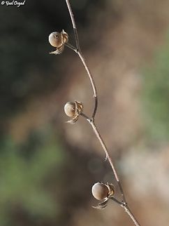 Helianthemum ledifolium - fruit  Geotagged,Helianthemum ledifolium,Israel,Spring
