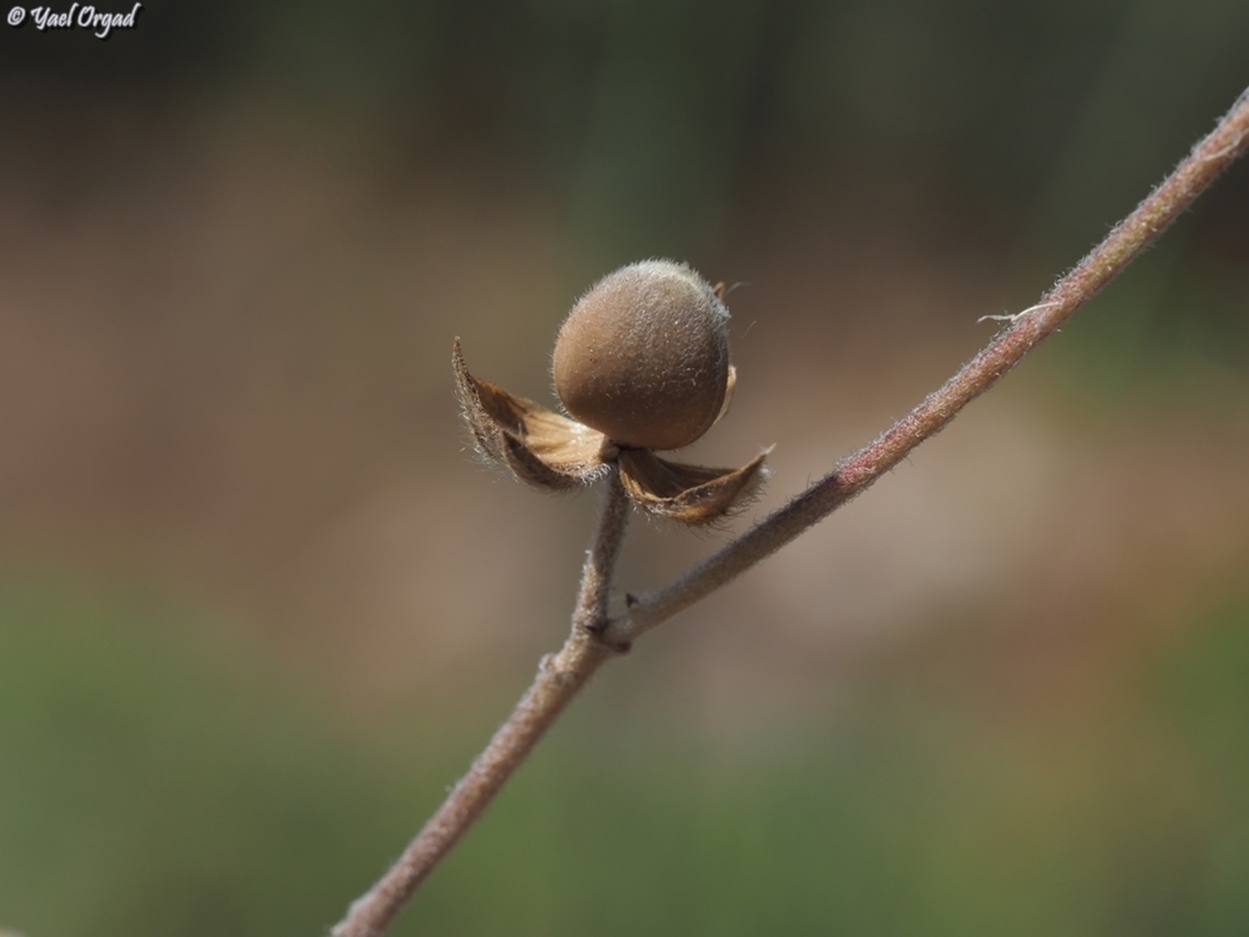 Helianthemum ledifolium  Geotagged,Helianthemum ledifolium,Israel,Spring