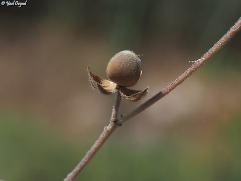 Helianthemum ledifolium  Geotagged,Helianthemum ledifolium,Israel,Spring