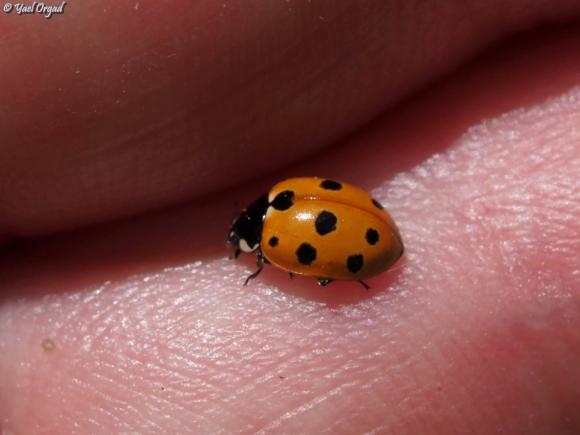 Coccinella undecimpunctata  Coccinella undecimpunctata,Eleven-spot Ladybird,Geotagged,Israel,Spring