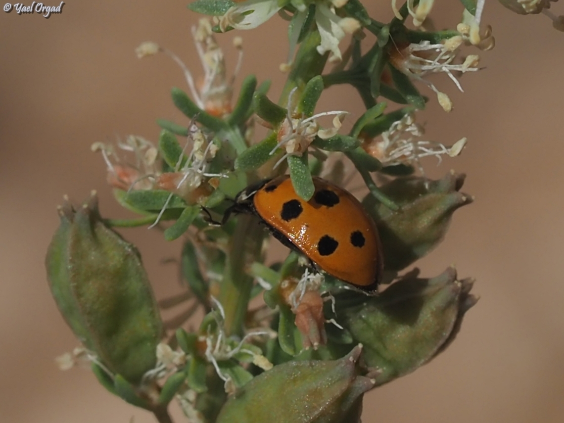 Coccinella undecimpunctata  Coccinella undecimpunctata,Eleven-spot Ladybird,Geotagged,Israel,Spring