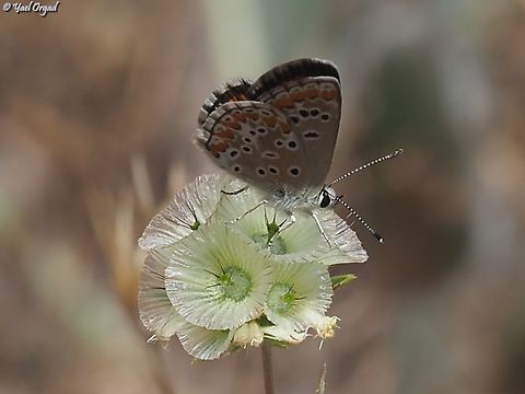 Aricia agestis  Aricia agestis,Brown Argus,Geotagged,Israel,Spring