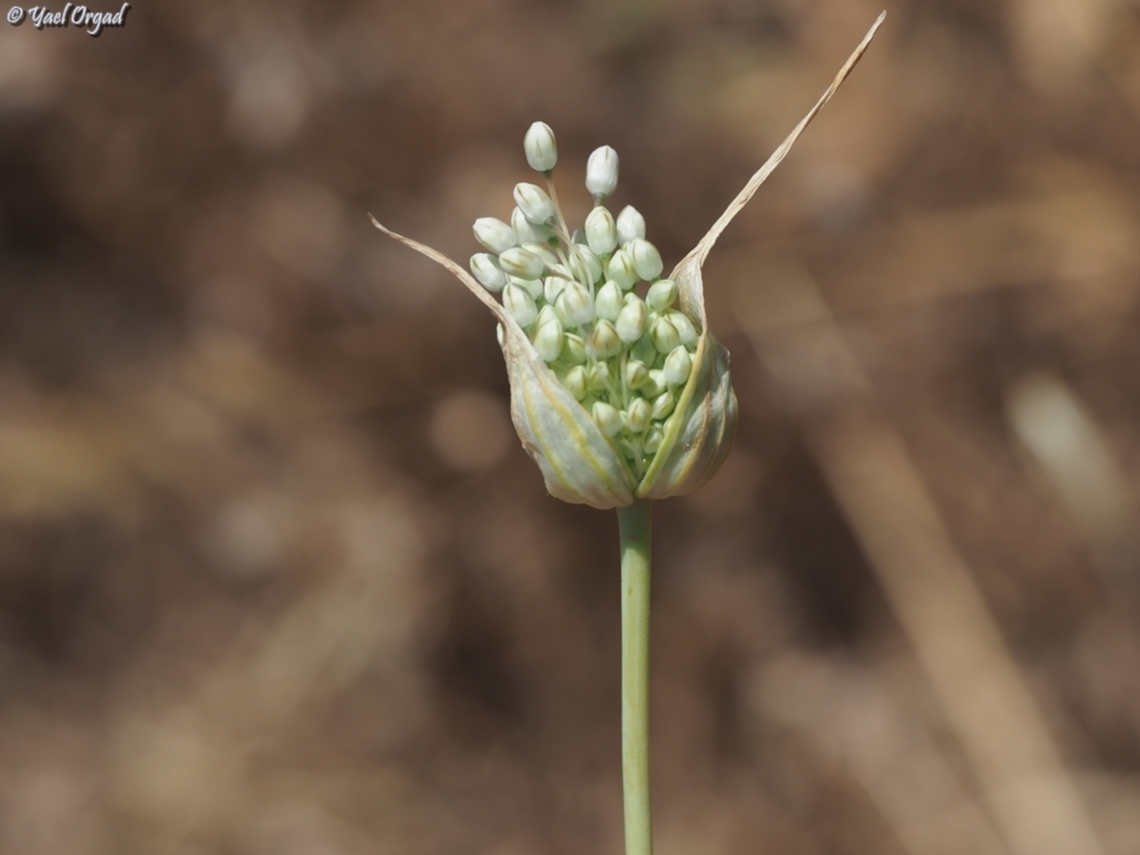 Allium pallens  Allium pallens,Geotagged,Israel,Spring