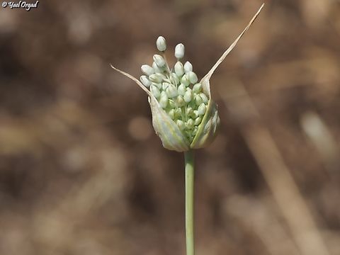 Allium pallens  Allium pallens,Geotagged,Israel,Spring