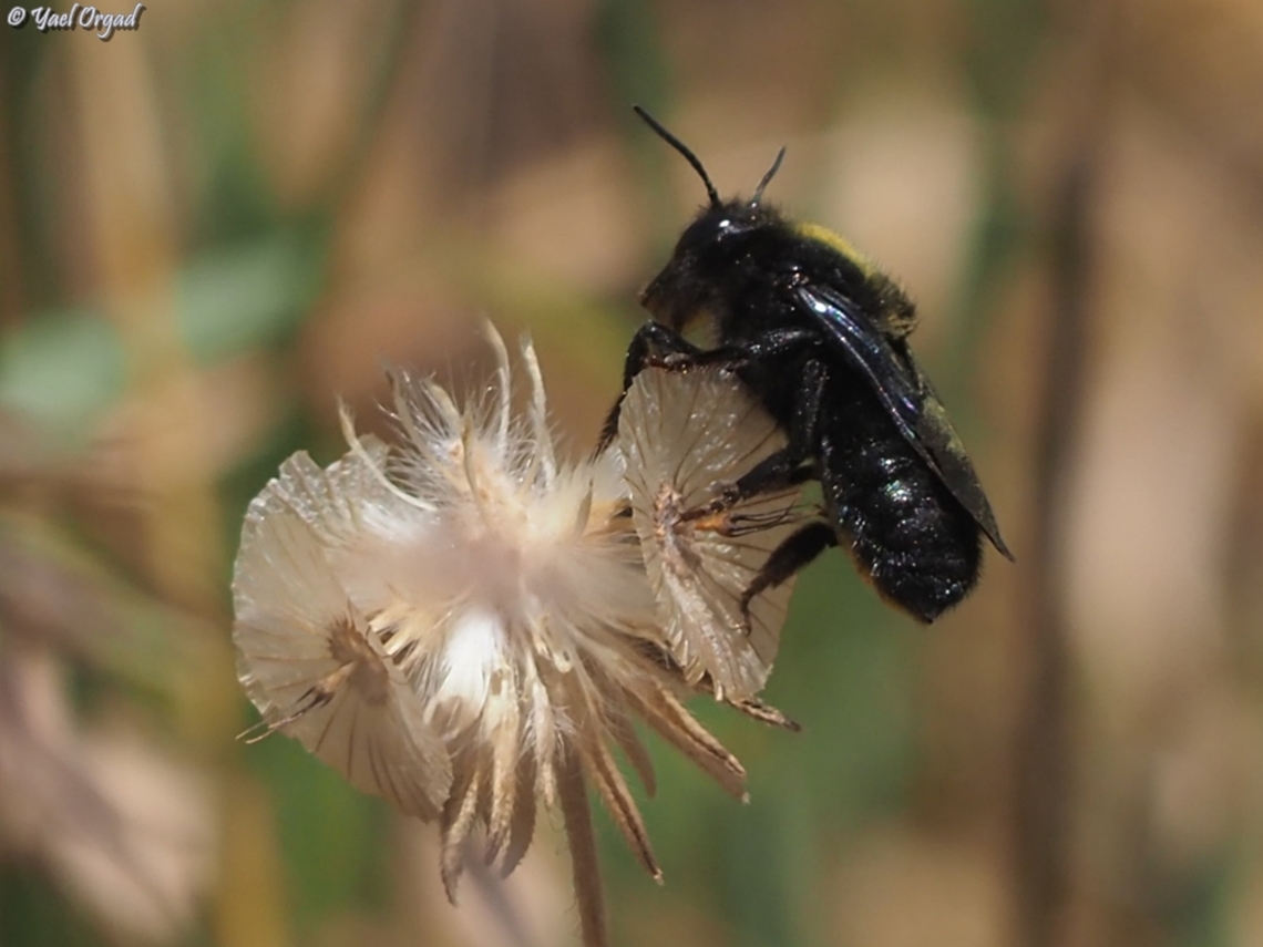 Megachile parietina  Geotagged,Israel,Megachile parietina,Spring