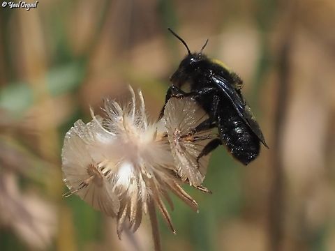 Megachile parietina  Geotagged,Israel,Megachile parietina,Spring