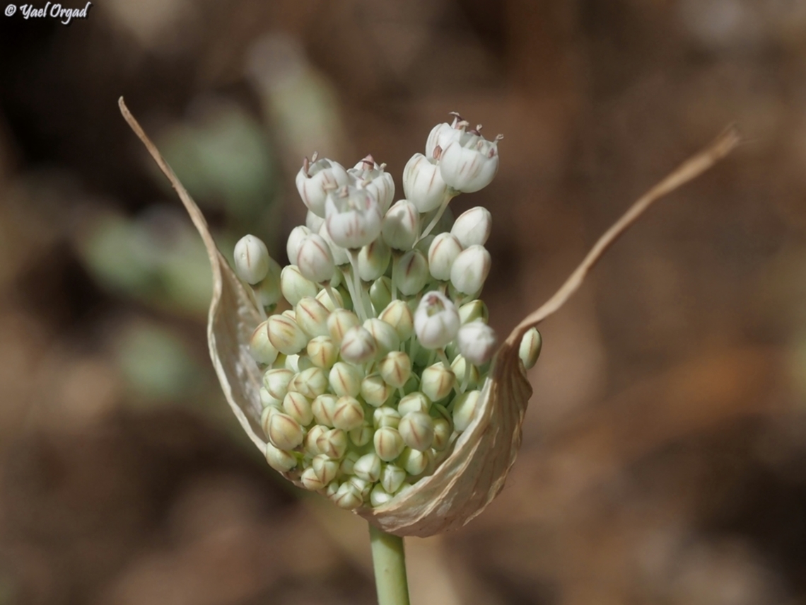 Allium pallens  Allium pallens,Geotagged,Israel,Spring