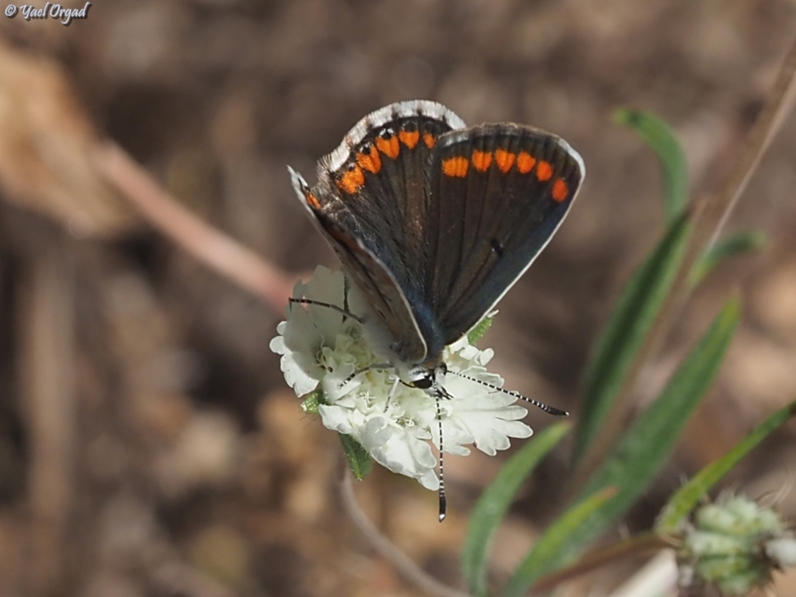 Aricia agestis  Aricia agestis,Brown Argus,Geotagged,Israel,Spring