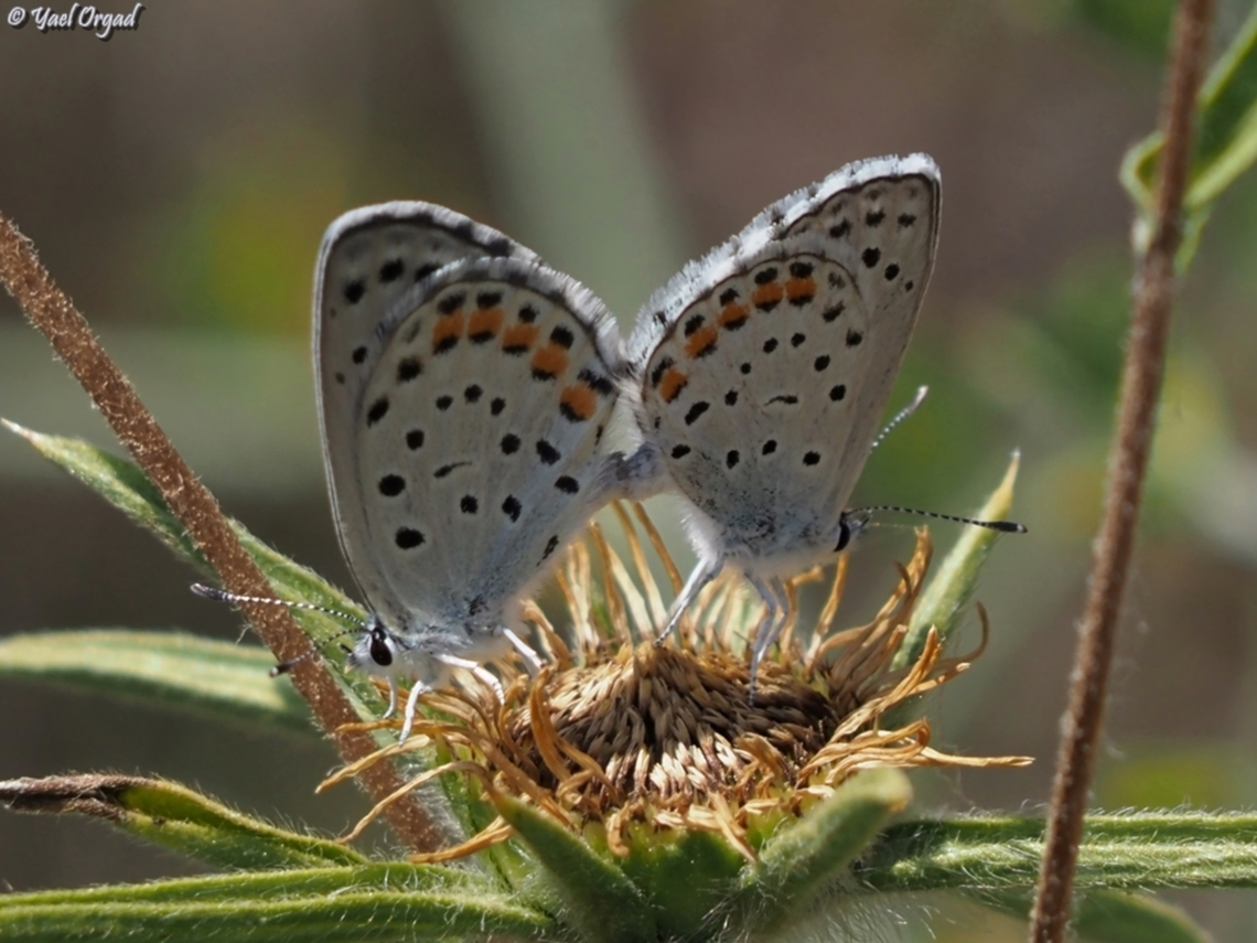 Pseudophilotes vicrama  Eastern baton blue,Geotagged,Israel,Pseudophilotes vicrama,Spring