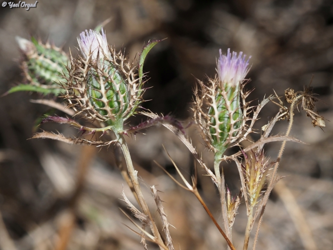 Atractylis cancellata  Atractylis cancellata,Geotagged,Israel,Spring