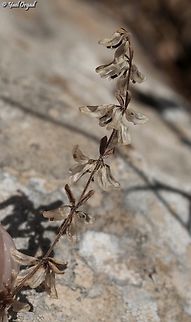 Callipeltis cucullaris  Callipeltis cucullaris,Geotagged,Israel,Spring