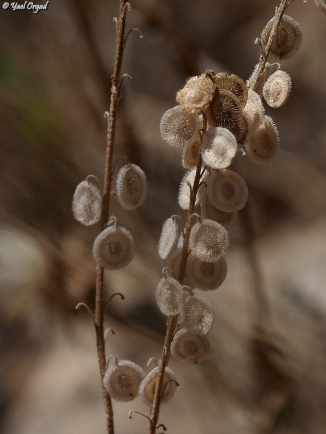 Clypeola jonthlaspi  Clypeola jonthlaspi,Geotagged,Israel,Spring