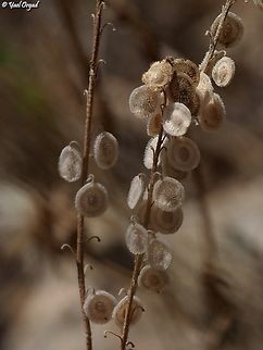 Clypeola jonthlaspi  Clypeola jonthlaspi,Geotagged,Israel,Spring