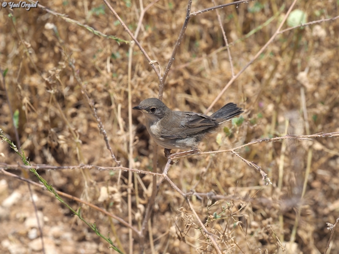 Curruca melanocephala  Curruca melanocephala,Geotagged,Israel,Sardinian warbler,Spring